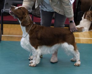 Juniior Dog